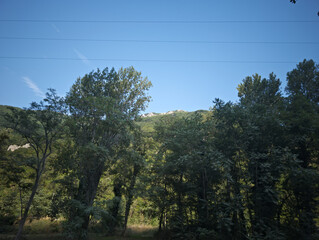 Paesaggio naturale con una fitta vegetazione composta da alberi alti e fronde in primo piano. Sullo sfondo si intravede una collina verdeggiante, mentre il cielo &egrave; completamente sereno