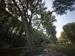 Un gruppo di alberi alti e snelli che si ergono verso il cielo. Le chiome verdi creano una copertura leggera che lascia filtrare la luce del cielo