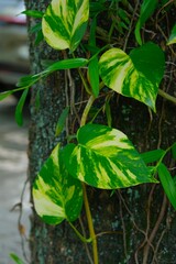 Golden phontos, ceylon creeper, ivy arum, taro vine, devil's ivy, sirih gading or epipremnum aureum growth in garden © Rezmita