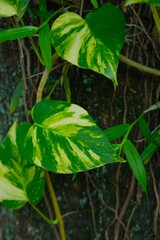 Golden phontos, ceylon creeper, ivy arum, taro vine, devil's ivy, sirih gading or epipremnum aureum growth in garden © Rezmita