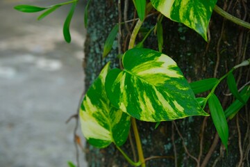Golden phontos, ceylon creeper, ivy arum, taro vine, devil's ivy, sirih gading or epipremnum aureum growth in garden © Rezmita