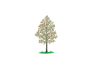 Vibrant Autumn Maple Tree Isolated on White Background. full shot of a vibrant autumn maple tree 