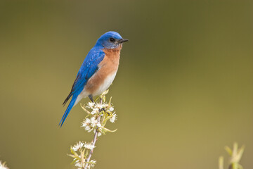 Eastern Bluebird on flowers taken in southern MN in the wild