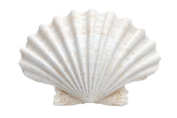 The shell is white and has a lot of ridges