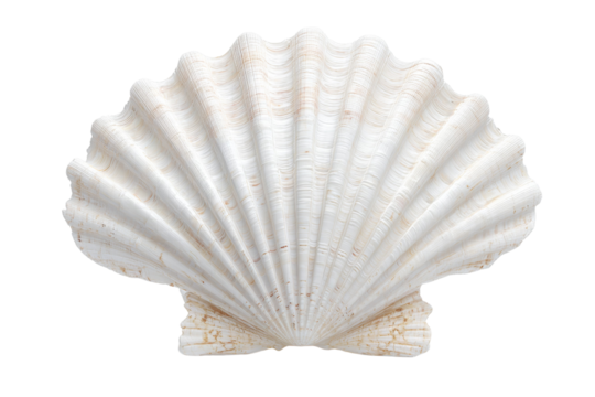 The shell is white and has a lot of ridges