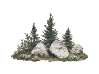 A dense spruce forest with scattered rocks