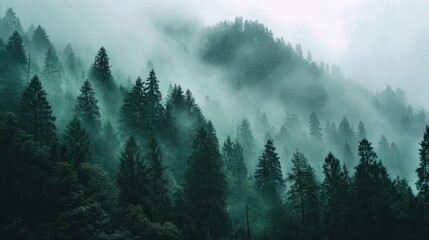 Obraz premium Misty Forest Landscape with Dense Trees and Foggy Atmosphere