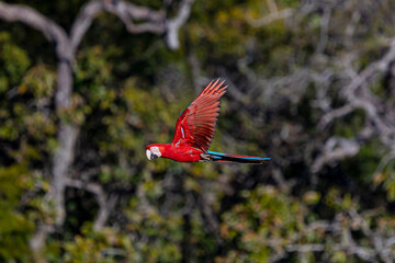 Arara-vermelha 41