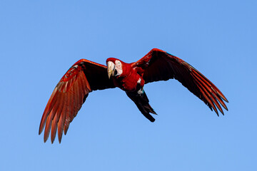 Arara-vermelha 23