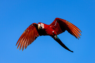 Arara-vermelha 19
