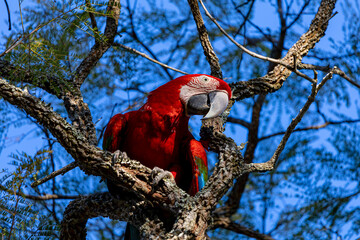 Arara-vermelha 37
