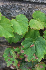 ivy on the wall