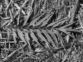 
Leaf of an Australian silver oak, Grevillea robusta, vintage retro botanical abstract leaf art,...