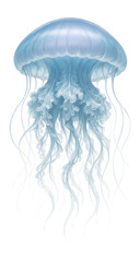 Naklejka premium Jellyfish with translucent body.