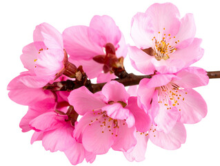 Naklejka premium Pink Sakura Cherry Blossoms Cluster, Front View, Transparent PNG
