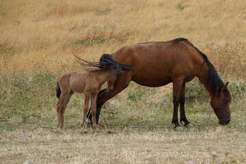 A foal leaning on a mare in a field on the Besh Barmag Mountain in Azerbaijan