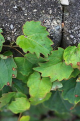 green leaves on the ground