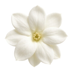 Fototapeta premium Top view of a single white Arabian jasmine flower.