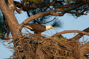 Bald Eagle nest taken in SW Florida