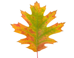 Obraz premium Autumn oak leaf in vibrant orange and green tones isolated on white background for seasonal and decorative designs. Generative AI