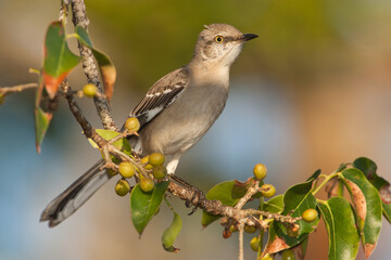 Northern Mockingbird taken in SW Florida