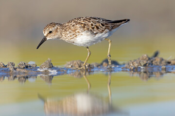 A least sandpiper (Calidris minutilla) walking and foraging on a beach.