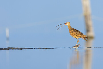 An adult long-billed curlew (Numenius americanus) resting in water.