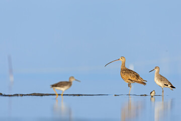 An adult long-billed curlew (Numenius americanus) resting in water.