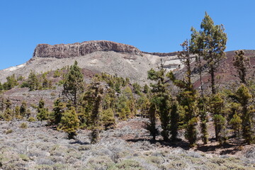 Vulkanlandschaft mit Bergen und Kiefern auf Teneriffa
