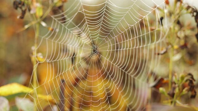 Cobwebs on the grass with dew droplets in autumn vibrate in the wind
