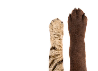 Paws of a Labrador dog and a cat Scottish Straight, closeup, isolated on white background