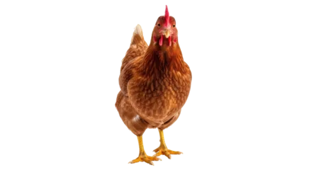 Fototapeten Huhn Isolated Brown Hen  © Johanna