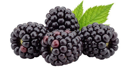 Isolated Blackberries