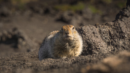 Small furry animal with a round body and short legs sits on rocky terrain, surrounded by natural...