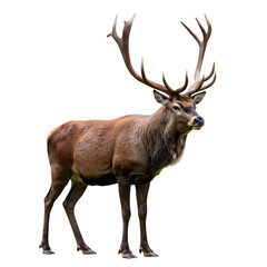 Fototapeta premium Majestic Deer Standing Proudly with Large Antlers on Transparent Background