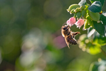 Honigbiene bei der Arbeit
