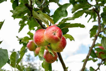 Fresh ripe apples hanging on a tree branch with green leaves in a garden. High quality photo