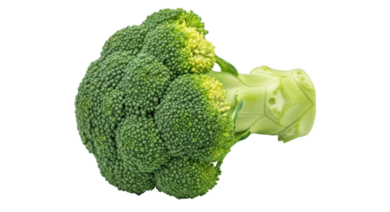 Isolated Fresh Broccoli Head