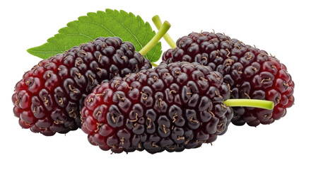 Isolated Mulberries