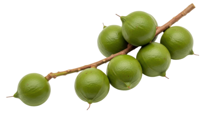 Isolated Macadamia Nuts