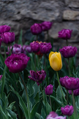 Obraz premium Brightly coloured tulip flowers in the spring garden