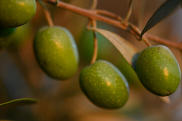 Green Olives on Tree Branch in Cyprus