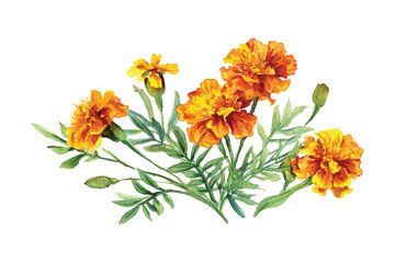 Vector Watercolor Marigold Flowers Illustration, Isolated on Transparent Background, Perfect for Floral Designs, Botanical Elements, Wedding Invitations, and Decorative Patterns