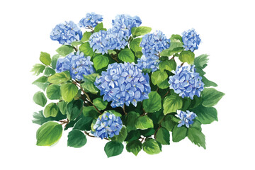 Vector Watercolor Hydrangea Bush Illustration with Blue Flowers and Green Leaves, Isolated Artwork for Floral Designs, Botanical Elements, and Decorative Patterns