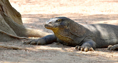 The Komodo dragon (Varanus komodoensis), is the largest lizard that is endemic to the Indonesian island of Komodo.