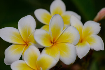Minimalist White Plumeria Blossoms Against Clear Blue Sky