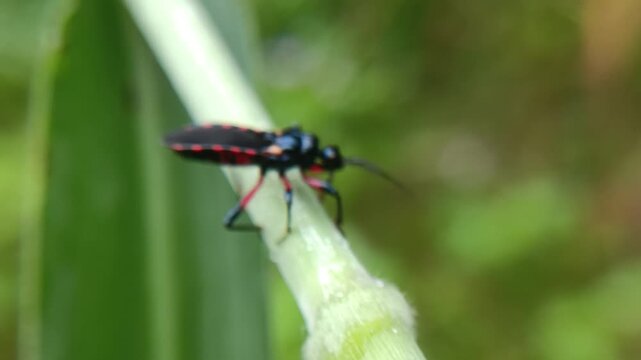 Rhynocoris annulatus adalah spesies serangga pembunuh (Assassin Bug) dari famili Reduviidae