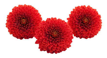 Isolated Three Chrysanthemum