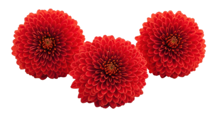 Isolated Three Chrysanthemum