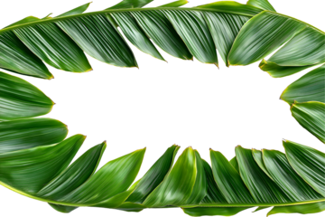 Boder of vibrant green palm leaves surrounding border
